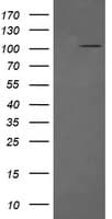 DDX58 / RIG-1 / RIG-I Antibody (clone OTI8D2)