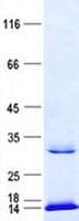 Human ATAD3C Protein (Recombinant His, N-Terminal)