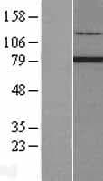 RFX2 Protein (Over-Expression Lysate Myc-DDK (Flag))