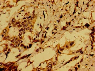 ACTR1A / Centractin Antibody
