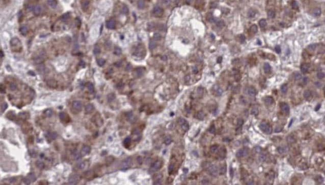 P2Y13 / P2RY13 Antibody