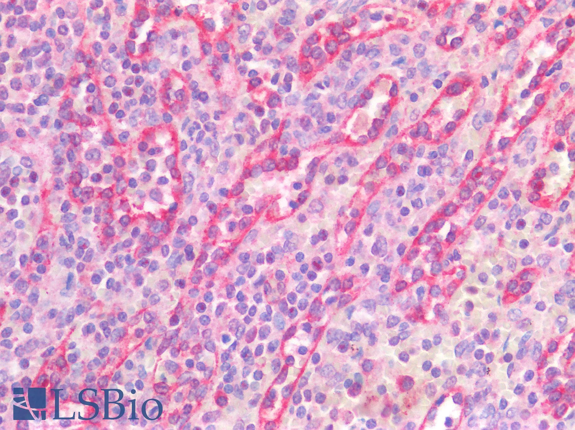 IHC-plus™ STAT5A Antibody (aa681-692)