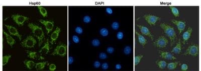 Monoclonal Mouse anti-Human HSPD1 / HSP60 Antibody (WB)