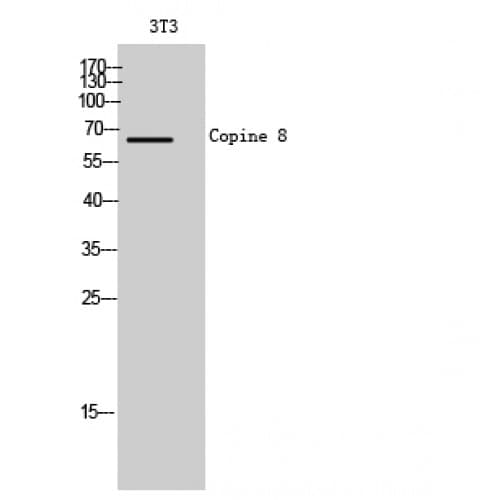 CPNE8 / Copine VIII Antibody (30-110 aa, N-terminal)
