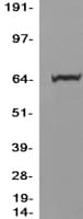 PPM1D / WIP1 Protein (Over-Expression Lysate Myc-DDK (Flag))