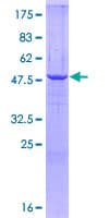 Human HSD17B10 / HADH2 Protein (Recombinant GST)