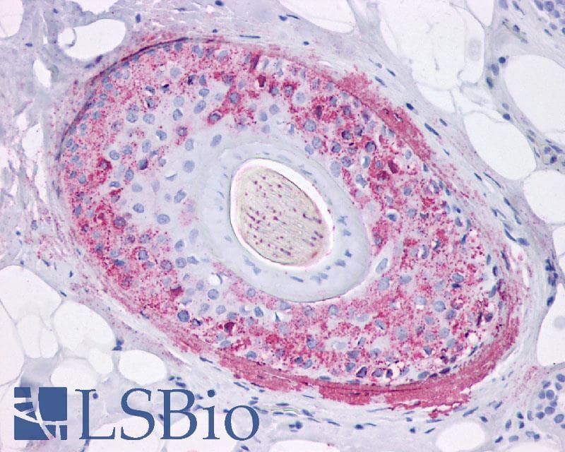 IHC-plus™ GHSR / Ghrelin Receptor Antibody (Internal)