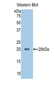 GDF1 Antibody (aa183-357, HRP)