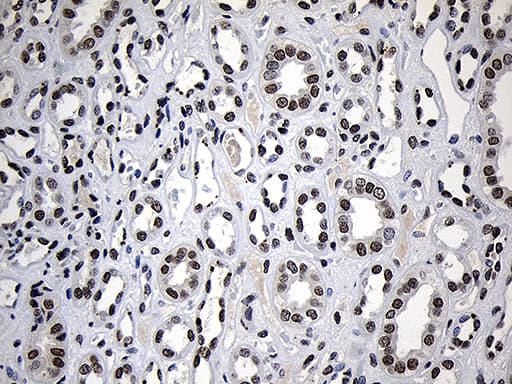 Monoclonal Mouse anti-Human ZNF670 Antibody (clone OTI6E10, IHC, WB)