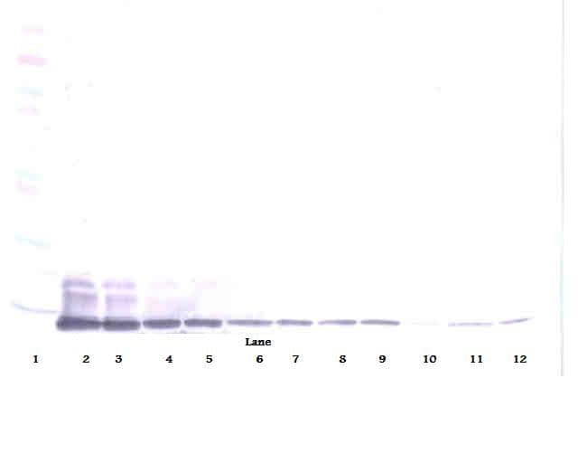 CCL7 / MCP3 Antibody