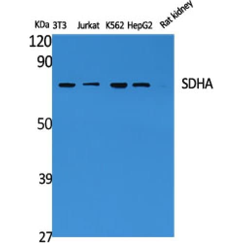 Polyclonal Rabbit anti-Human SDHA Antibody (C-terminal, WB)