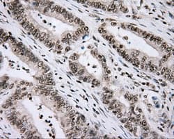 CYP1A2 Antibody (clone OTI6E2, Carrier-free)