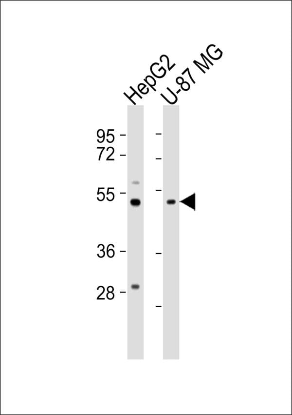 Polyclonal Rabbit anti-Human PSMD12 / Rpn5 Antibody (WB)