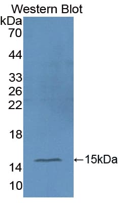 Ccl9 / MIP-1 Gamma Antibody (aa22-132, APC)