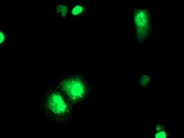 ELK3 / NET Antibody (clone OTI2F12)