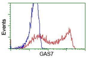 GAS7 Antibody (clone OTI2D11, Carrier-free)