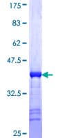Human MARCKSL1 Protein (Recombinant GST, N-terminus)