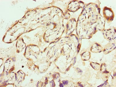 PPEF / PPEF1 Antibody