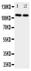 NRP2 / Neuropilin 2 Antibody (aa45-60)