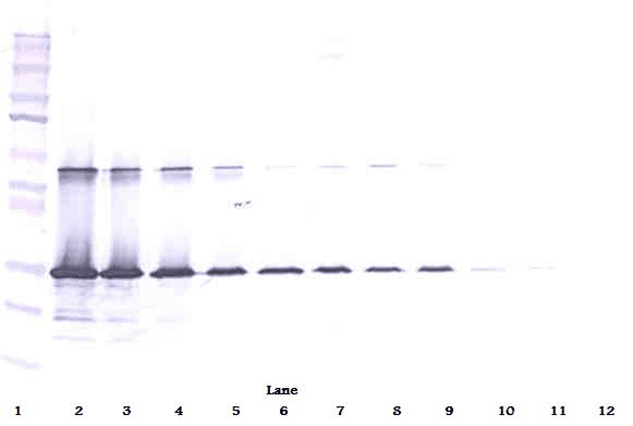 Polyclonal Rabbit anti-Human LGALS3 / Galectin 3 Antibody (WB)