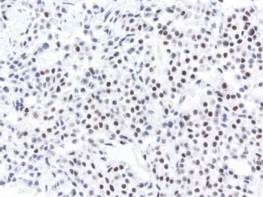 ERCC4 / XPF Antibody (clone UMAB22, Carrier-free)