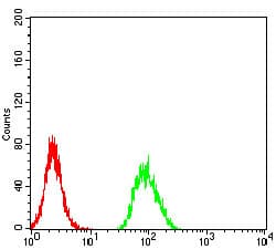RBFOX3 / NEUN Antibody (aa1-140, clone 5A4B9)
