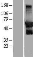 GPRIN2 / GRIN2 Protein (Over-Expression Lysate Myc-DDK (Flag))