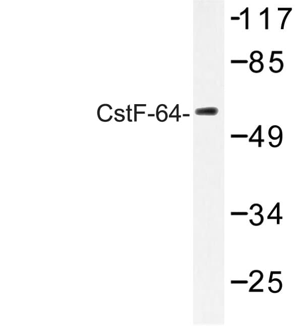 CSTF2 / CstF-64 Antibody (Arg46)