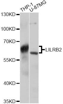 LILRB2 / ILT4 Antibody