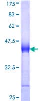 Human UTRN / Utrophin Protein (Recombinant GST, N-terminus)