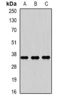 RASSF1 / RASSF1A Antibody