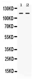 AGO4 / EIF2C4 Antibody