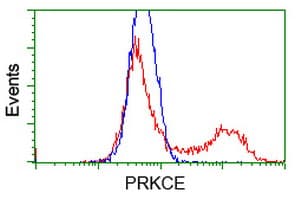 PRKCE / PKC-Epsilon Antibody (clone OTI1B4)