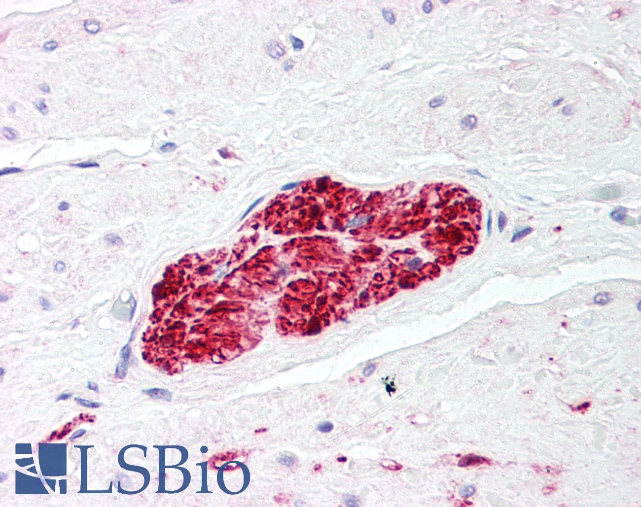 IHC-plus™ Polyclonal Rabbit anti-Bovine S100 Protein Antibody (IHC, WB)