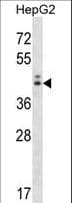 NGDN Antibody (aa136-165)