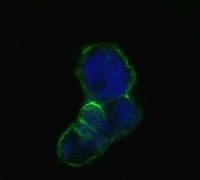 LCN1 / Lipocalin-1 Antibody (clone 10B10)