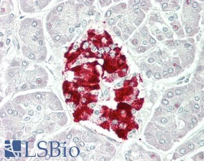 IHC-plus™ IAPP / Amylin Antibody