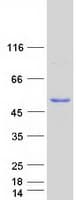 Human IFI44 Protein (Recombinant Myc-DDK (Flag))