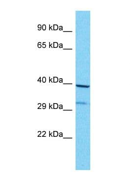 OR8G1 Antibody (aa232-281)