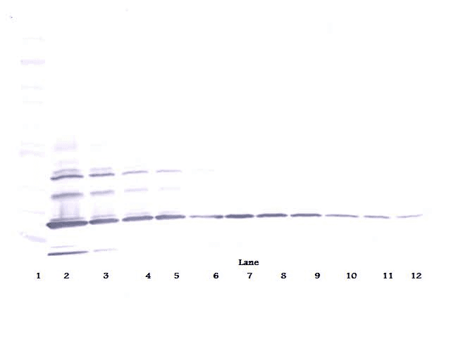 Polyclonal Goat anti-Human RETN / Resistin Antibody (Biotin, WB)
