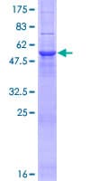 Human OPRS1 / SIGMAR1 Protein (Recombinant GST)