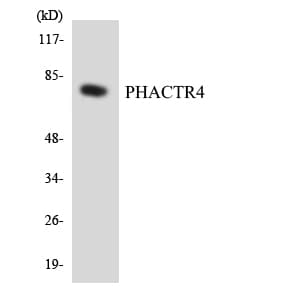 PHACTR4 Antibody (aa346-395)
