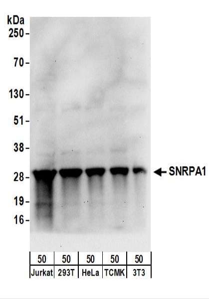 IHC-plus™ SNRPA1 Antibody (aa205-255)