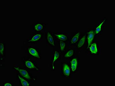 COL4A3BP / CERT Antibody