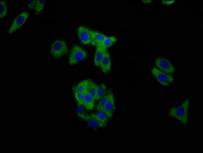 MUC20 Antibody