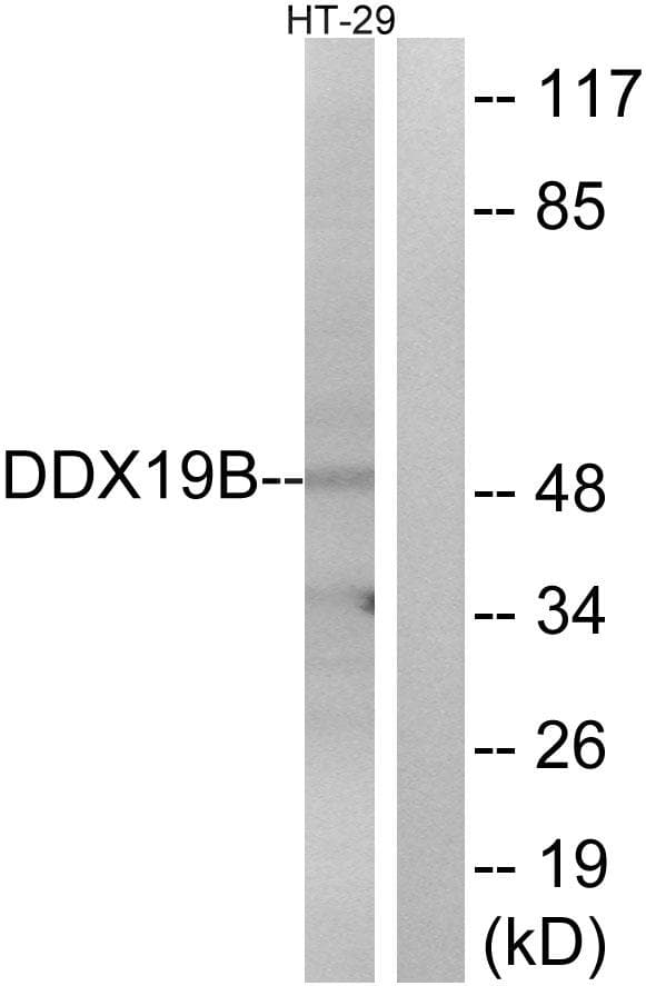 DDX19B Antibody