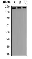 NUMA1 / NUMA Antibody (N-Terminus)