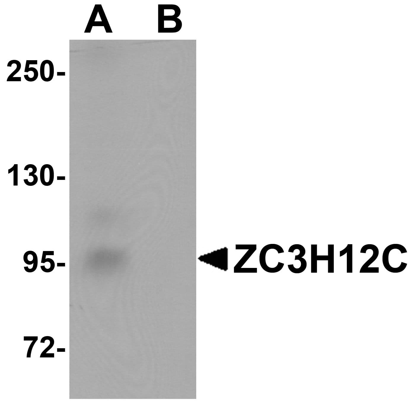 IHC-plus™ Polyclonal Rabbit anti-Human ZC3H12C Antibody (IHC, IF, WB)