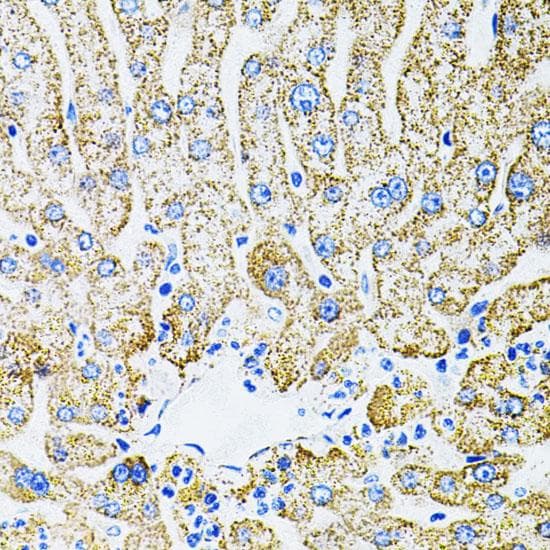EPO / Erythropoietin Antibody