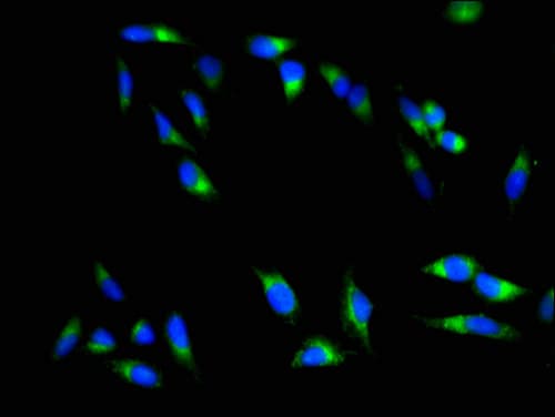 CTRL Antibody
